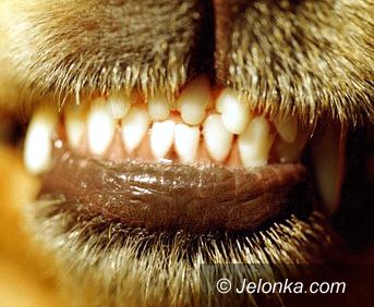 Region Jeleniogórski: Sfora zdziczałych psów terroryzuje miasto