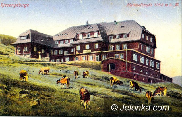 Region Jeleniogórski: Krowy wrócą w Karkonosze