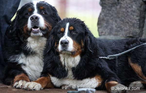 JELENIA GÓRA: Przemoknięte psie piękności na Lubańskiej