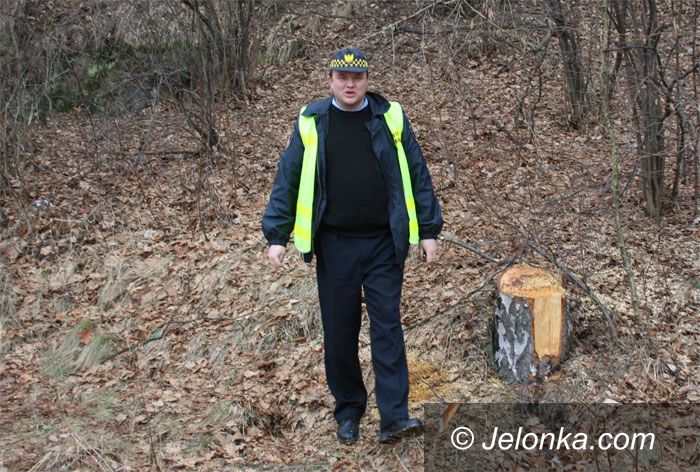 JELENIA GÓRA: Ukradli drzewo na Rakownicy