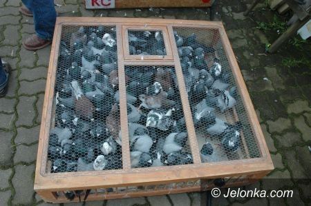 REGION: Przez dwa lata dręczyli gołębie