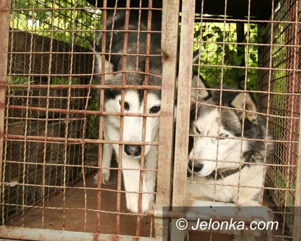 Jelenia Góra / region: Dwa husky'e czekają na właściciela w schronisku