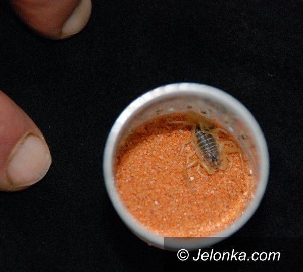 JELENIA GÓRA: Życie z anakondą i skorpionami