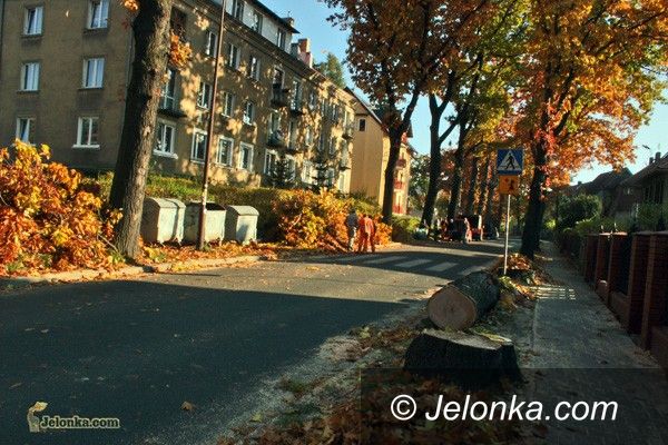 JELENIA GÓRA: Były sobie dęby na ulicy Słowackiego