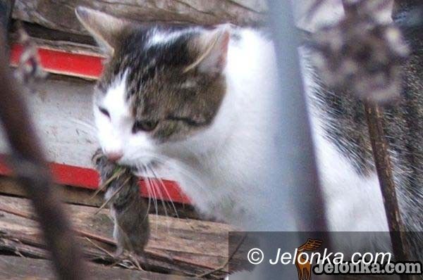 JELENIA GÓRA: Kto otruł koty i gołębie przy ulicy Kiepury