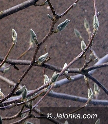 JELENIA GÓRA: W styczniu, gdy pączkują&#8230; magnolie