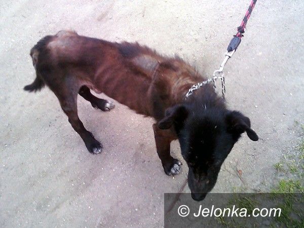 JELENIA GÓRA: Za głodzenie psa grozi kara do dwóch lat więzienia