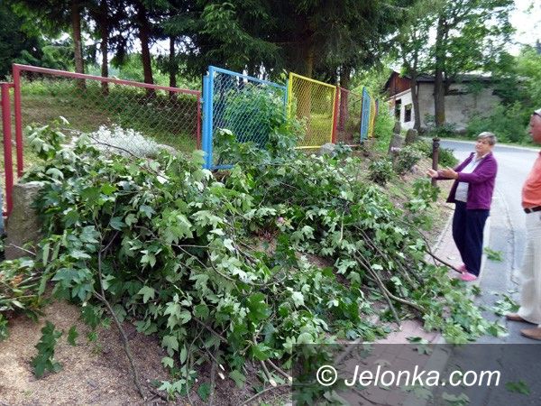 JELENIA GÓRA: Sprzątali i… zniszczyli jagniątkowskie rododendrony