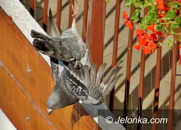 JELENIA GÓRA: Okrutna walka z gołębiami