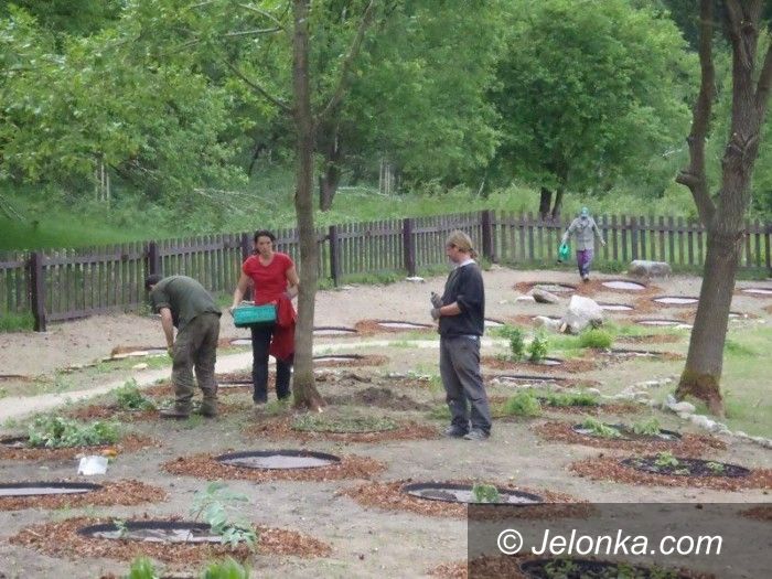 Region: Powstanie ogród ziół i krzewów Karkonoskich