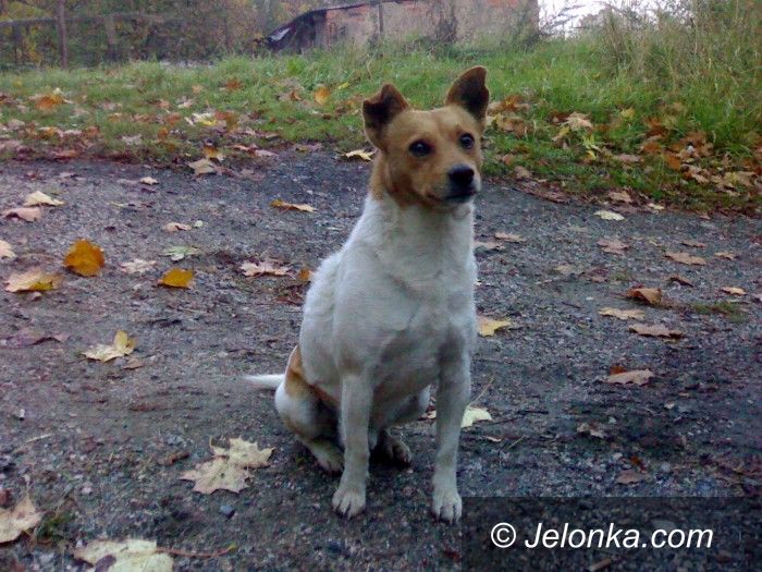Jelenia Góra: Ten pies potrzebuje domu, właściciel wyrzucił go z auta i odjechał