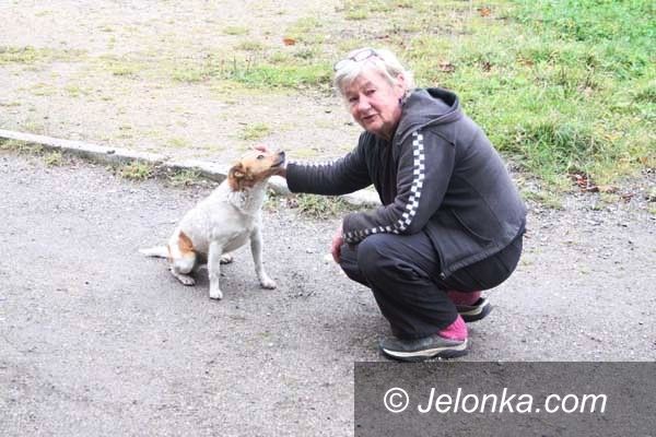 Jelenia Góra: Pies, porzucony na pętli autobusowej, nie zostanie bez pomocy