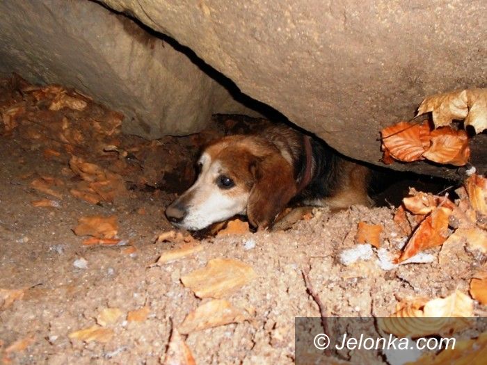 Jelenia Góra: Chory, uwięziony pies kilka dni czekał na pomoc
