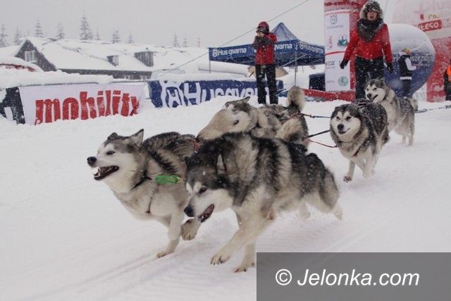 Polana Jakuszycka: Rusza VII Husqvarna Tour 2013 – rekordowe wyścigi psich zaprzęgów!
