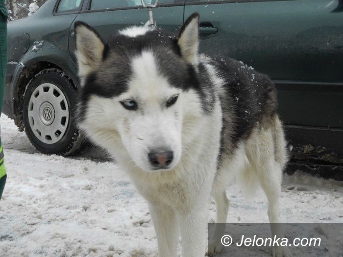 Jelenia Góra: Husky czeka na swojego opiekuna