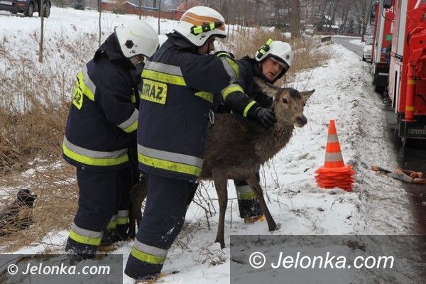 Podgórzyn: Chmara jeleni wpadła do stawu w Podgórzynie, zwierzęta ratowali strażacy