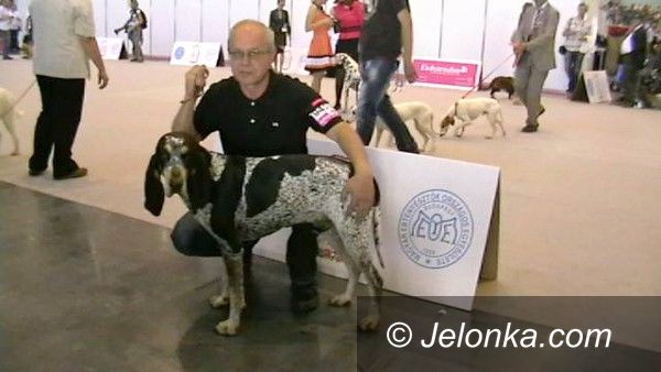 Jelenia Góra: Jeleniogórski pies Zwycięzcą Świata na wystawie w Budapeszcie
