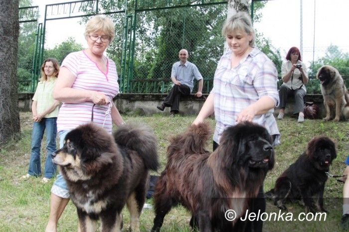 Jelenia Góra: Setki psich piękności w Cieplicach
