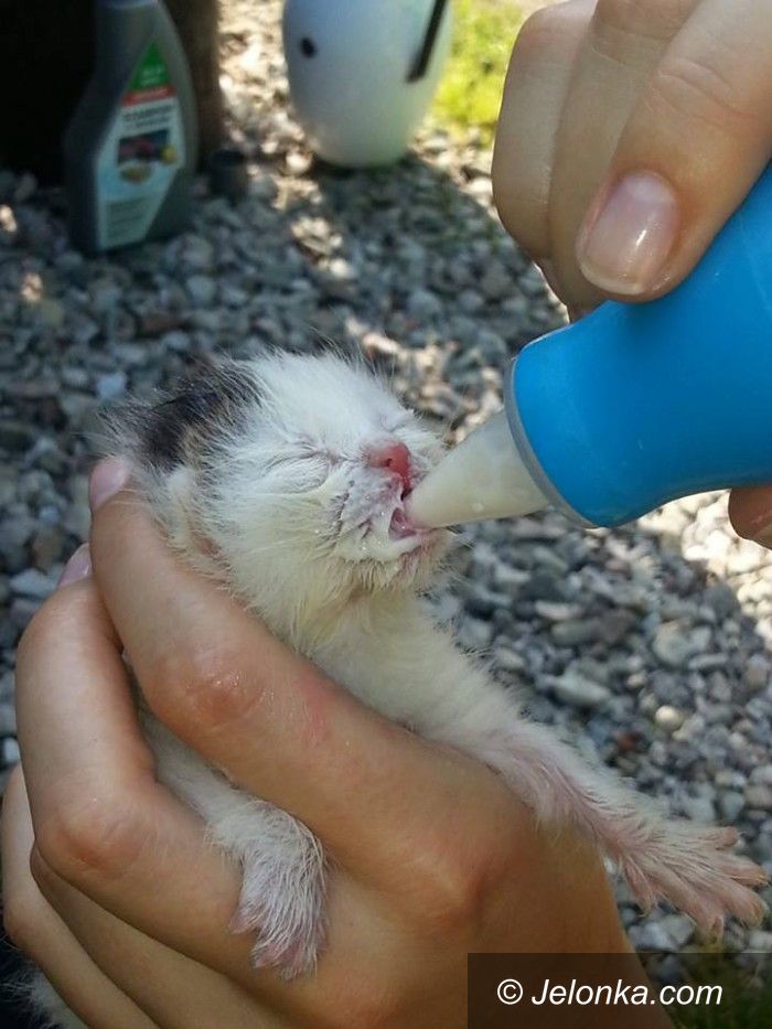 Jelenia Góra: Porzucone kocięta potrzebują karmiącej kotki