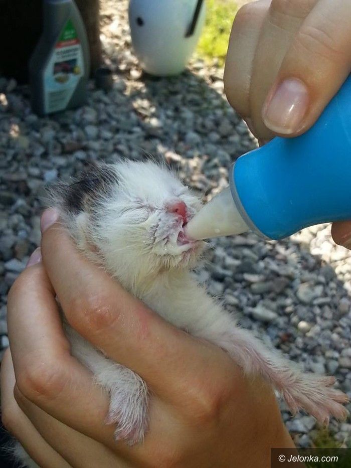 Jelenia Góra: Porzucone kocięta potrzebują karmiącej kotki