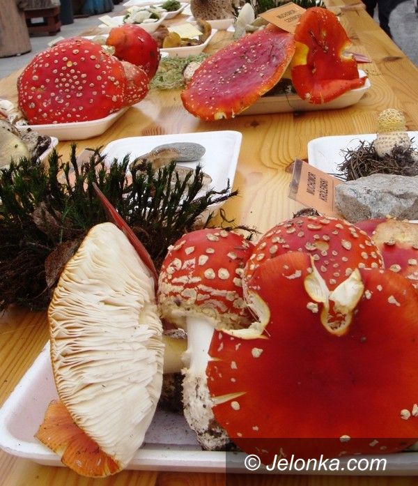 Jelenia Góra: Jaki to grzyb? – o tym na wystawie w Cieplicach