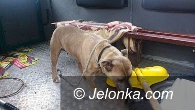 Jelenia Góra: Trzymał psa w ciemnym garażu i bez jedzenia