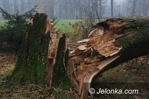 Jelenia Góra: Padają drzewa w Parku Zdrojowym