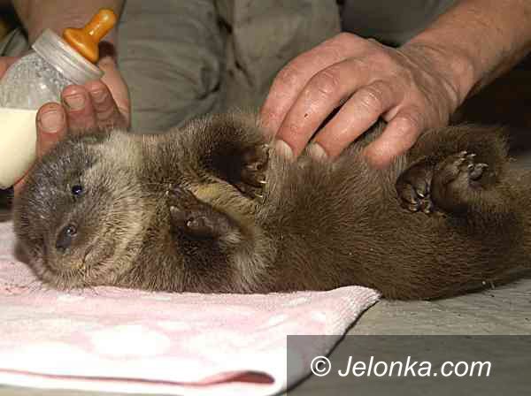 Region: Łużyckie geny wydr dla Holandii