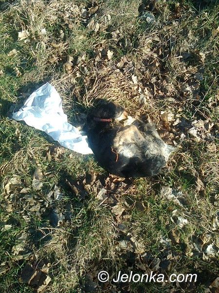 Jelenia Góra: Zamieszanie (?) wokół martwego psa w parku