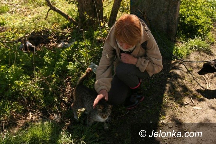 Jelenia Góra: Kotki szukają domu