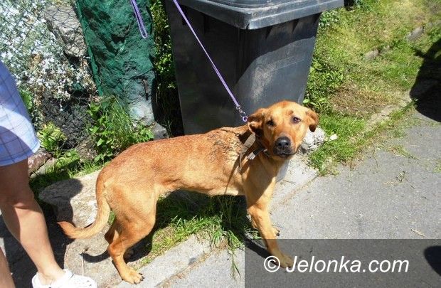 Jelenia Góra: Wychudzony pies przy ulicy Poznańskiej