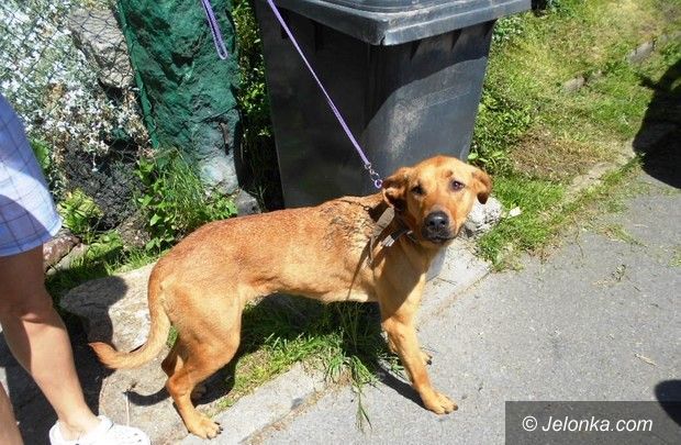 Jelenia Góra: Wychudzony pies przy ulicy Poznańskiej