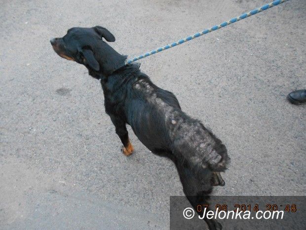 Jelenia Góra: Zaniedbany pies trafił do schroniska