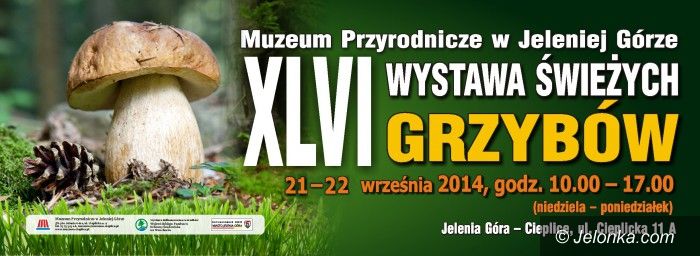 Jelenia Góra: Wystawa świeżych grzybów w Muzeum Przyrodniczym