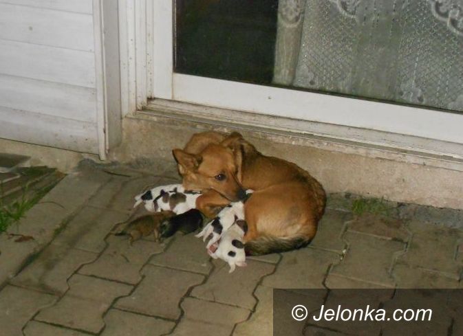 Jelenia Góra: Suczka ze szczeniakami wyrzucona na bruk