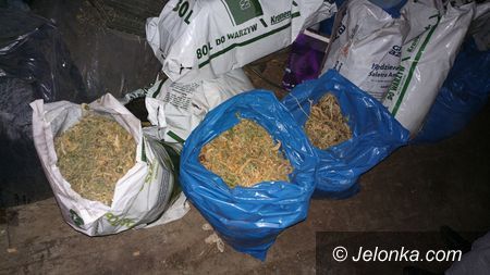 Region: Policjanci przejęli marihuanę za ok. milion zł!