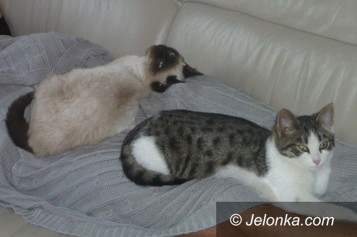 Jelenia Góra: Czy ktoś wie, gdzie są te kotki?