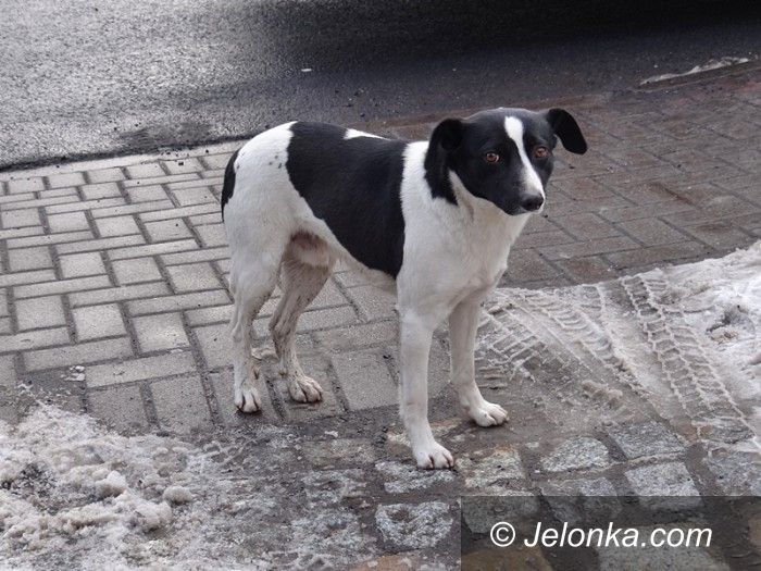 Jelenia Góra: Kto zajmie się psem błąkającym się po cmentarzu?