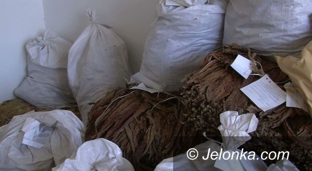 Jelenia Góra: Strażnicy graniczni zarekwirowali kilkaset kilogramów tytoniu