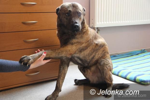 Jelenia Góra: Sąd odrzucił pozew przeciwko właścicielce wyjącego psa
