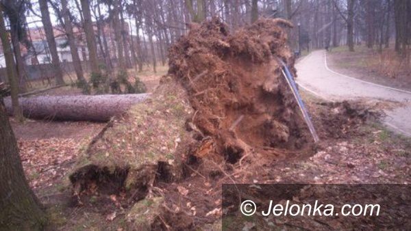 Jelenia Góra: Wiatr powalił kolejne drzewa w Zdrojowym. Park jest zamkniętyAktualizacja