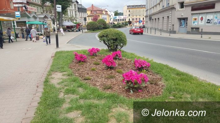 Jelenia Góra: "Wpadł" złodziej naszych miejskich kwiatów