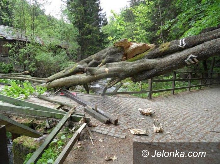 Szklarska Poręba: Drzewo na moście do Wodospadu Szklarki