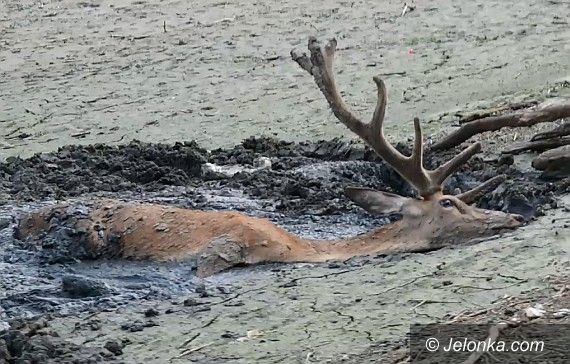 Region: Uratowano jelenia uwięzionego w mule