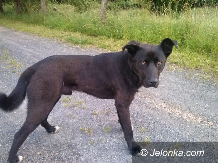 Jelenia Góra: Ten pies potrzebuje serca i domu