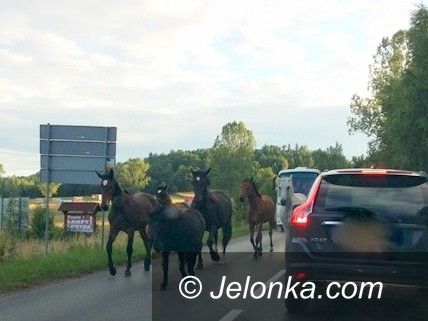 Region: Do ruchu na jezdni włączyły się… konie