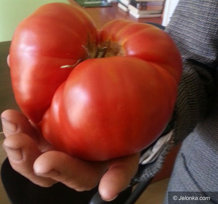 Jelenia Góra: Ciepliczanin wyhodował pomidory olbrzymy