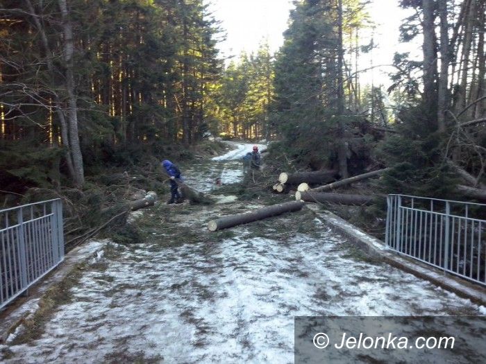 Region: Groźny wiatr powalił drzewa w parku