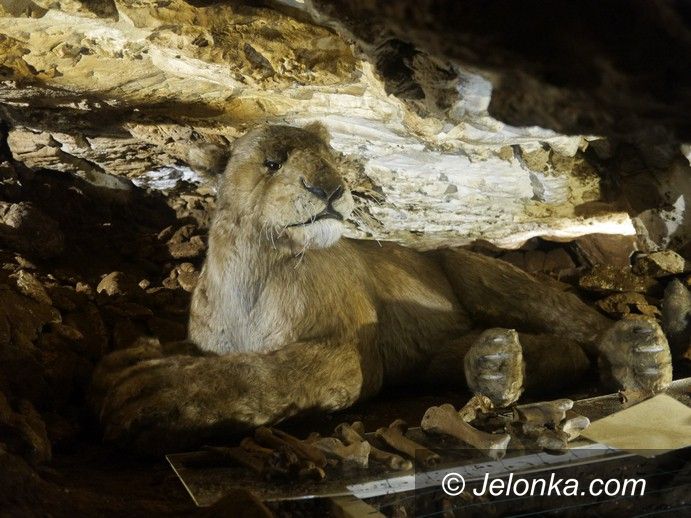 Region: Prehistoryczny lew w Jaskini Niedźwiedziej