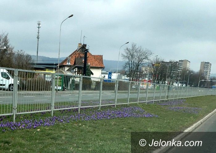 Jelenia Góra: Dziesiątki tysięcy kwiatów na miejskich klombach i rabatach